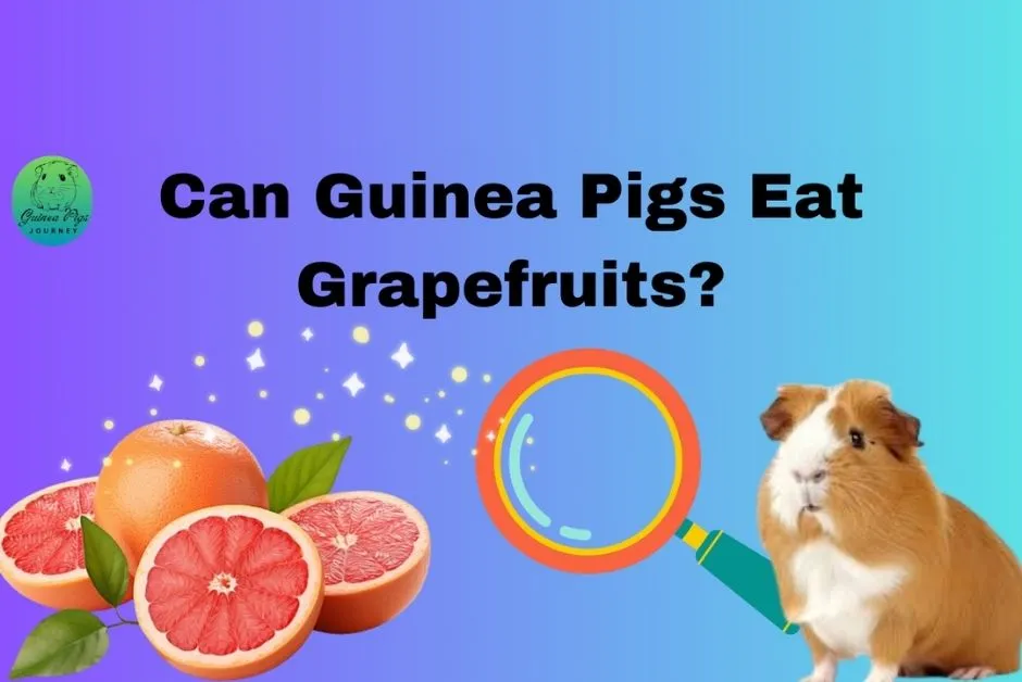 Can guinea 2025 pigs have grapefruit