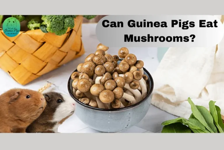 Can Guinea Pigs Eat Mushrooms