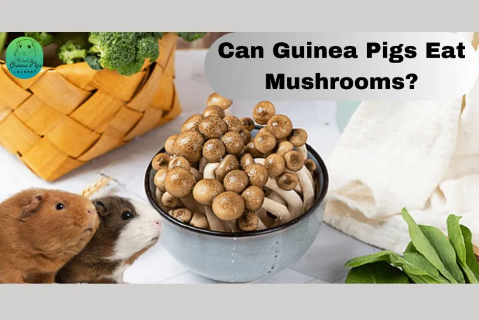 Can guinea pigs 2024 eat canned vegetables