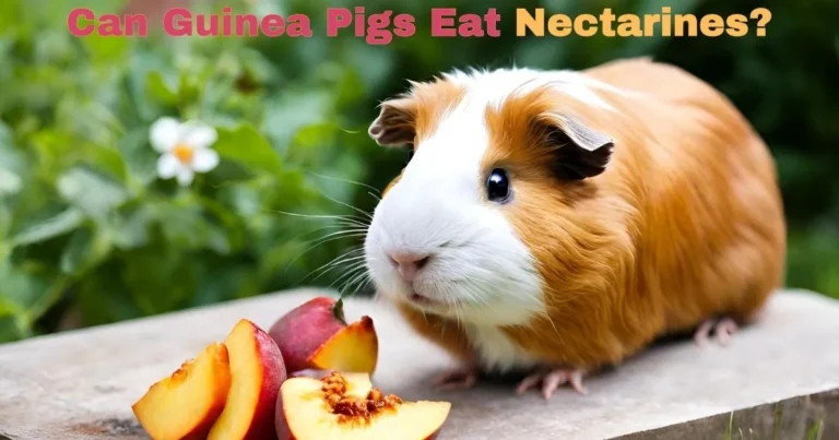 can guinea pigs eat nectarines?