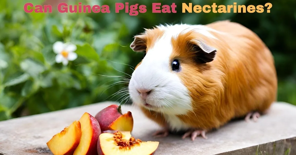 Can guinea pigs clearance eat plums or peaches