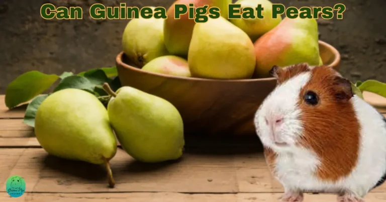 Can guinea pigs eat pears?