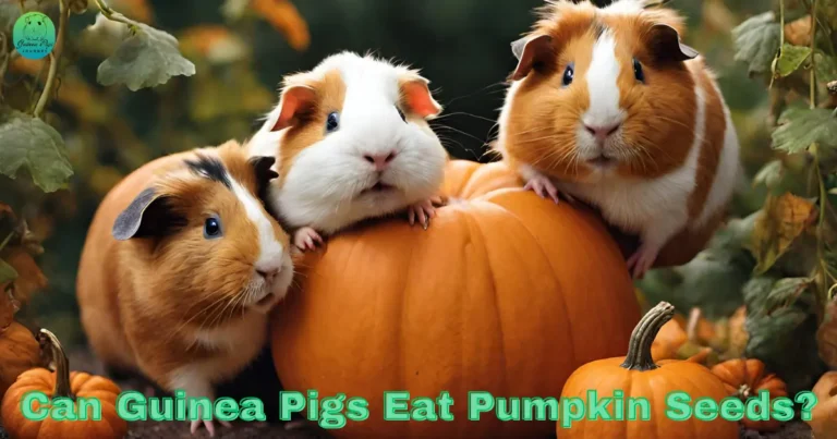 Can Guinea Pigs Eat Pumpkin Seeds? Gratified the Truth, Risks, and Benefits 2024