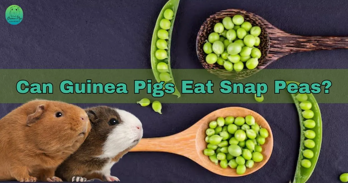 Can guinea pigs eat snap peas hotsell