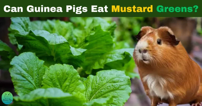 Can guinea pigs eat Mustard Greens? Gratified with Truth, Risks, and Benefits 2024