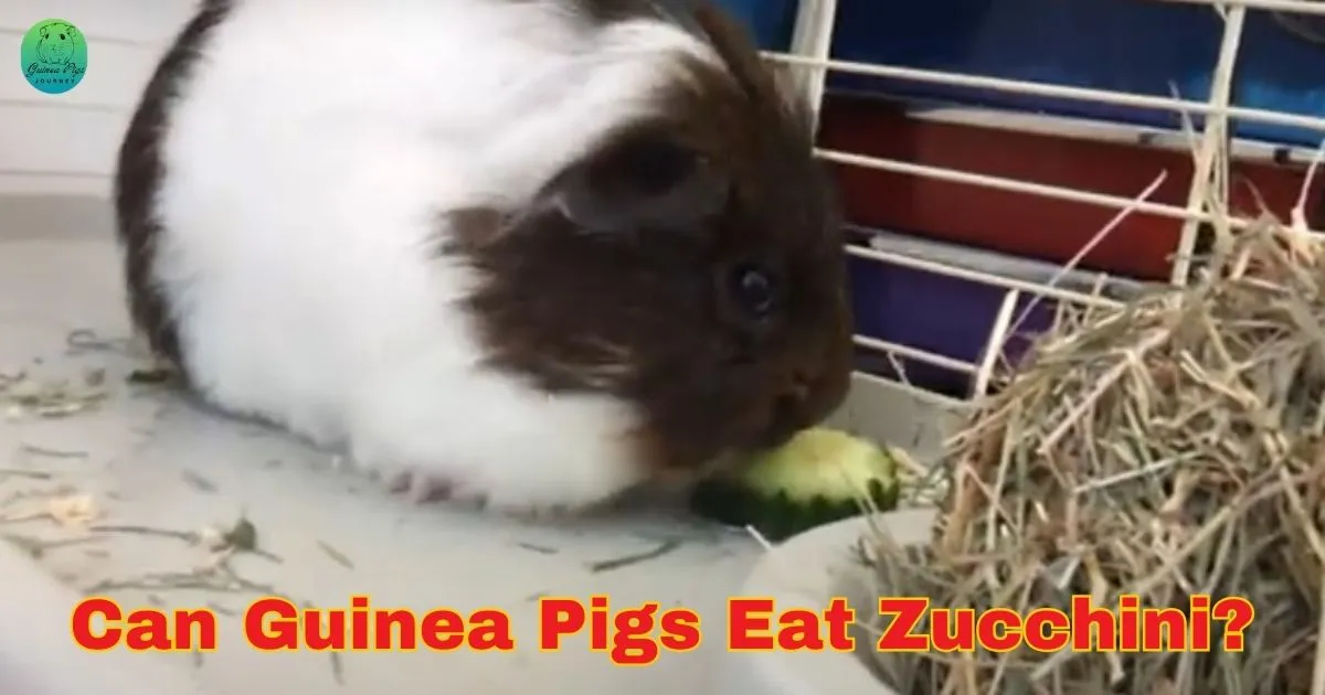 can guinea pigs eat zucchini