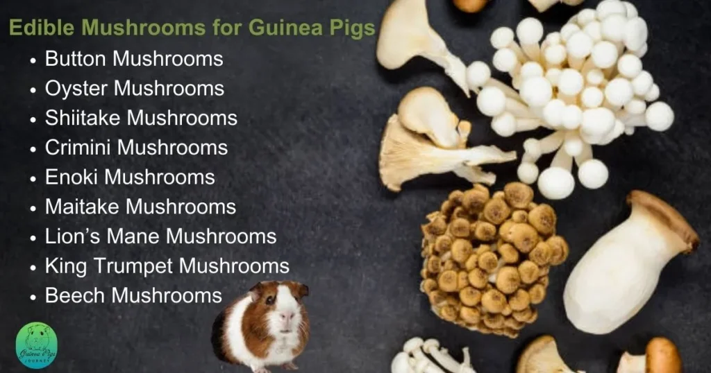 can guinea pigs eat mushrooms?