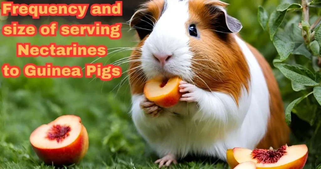 Can guinea pigs eat Nectarine 9 Ultimate Guides About Nutritional Benefits and Risks Guinea Pigs Journey