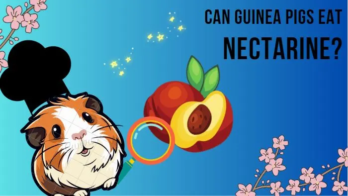 Can guinea clearance pigs eat nectarines