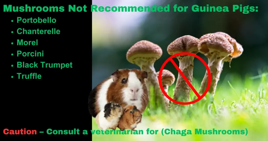 Mushrooms Not Recommended for Guinea Pigs