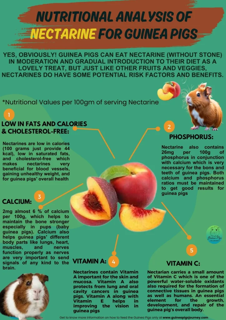 Nutritional Analysis of Nectarines for guinea pigs