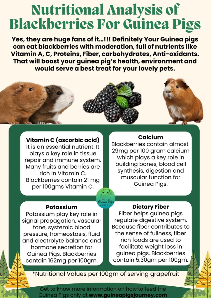 Can Guinea Pigs Eat Blackberries?