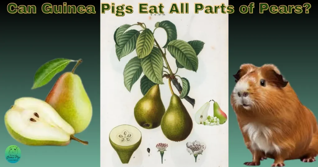 Parts of pears