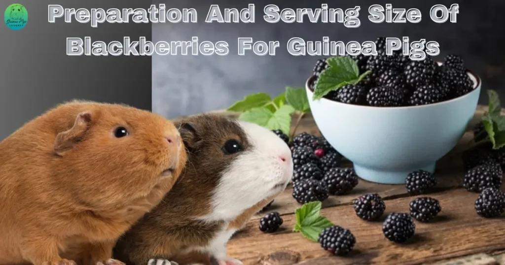 Can Guinea Pigs Eat Blackberries?