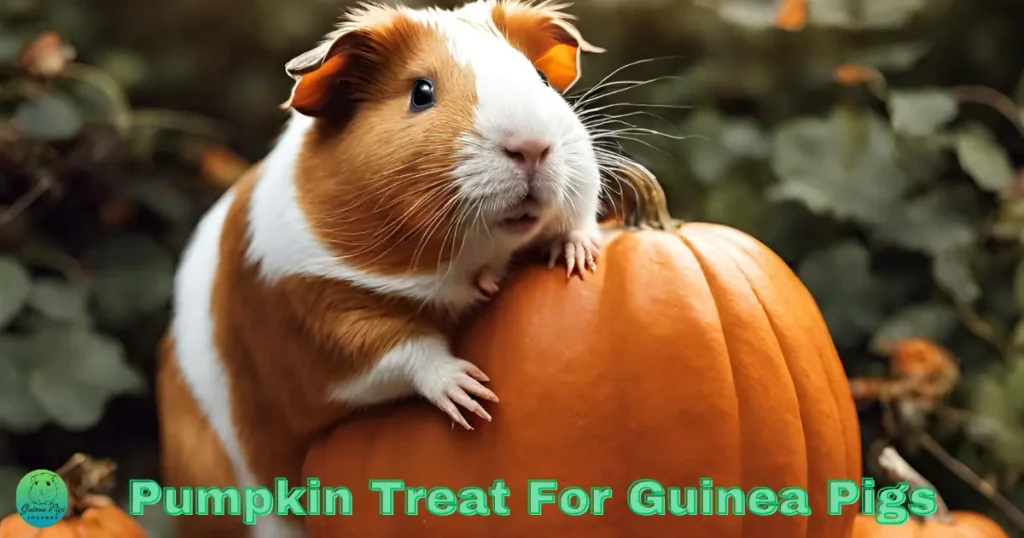 Can guinea pigs eat pumpkin seeds?