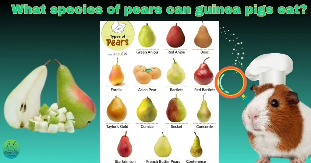 Species of pears for guinea pigs