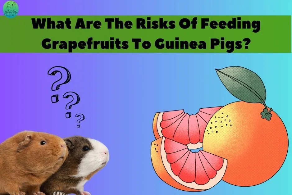 Can Guinea Pigs Eat Grapefruit