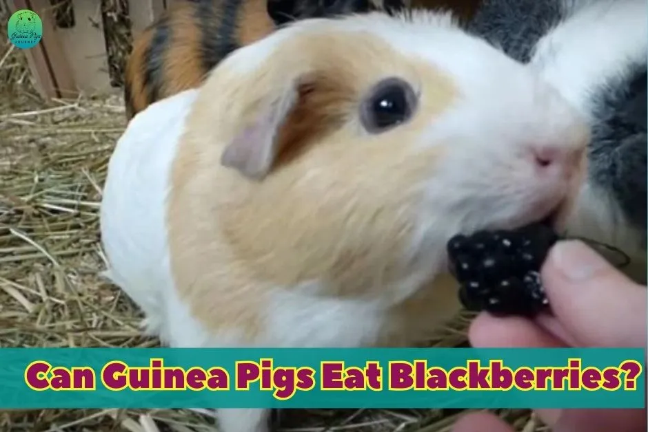 can Guinea Pigs eat blackberries