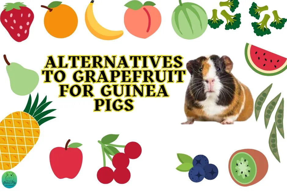 can guinea pigs eat grapefruit