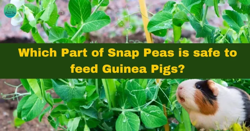 Do guinea outlet pigs eat peas