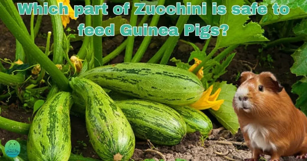 Is zucchini good outlet for guinea pigs