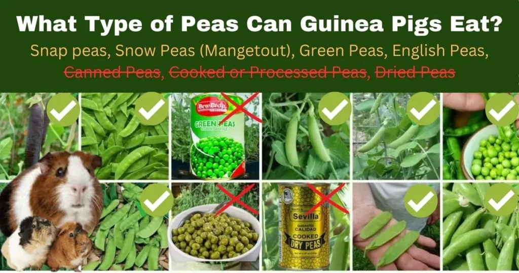 Can Guinea Pigs Eat Snap Peas Risks Benefits 9 Best Guides