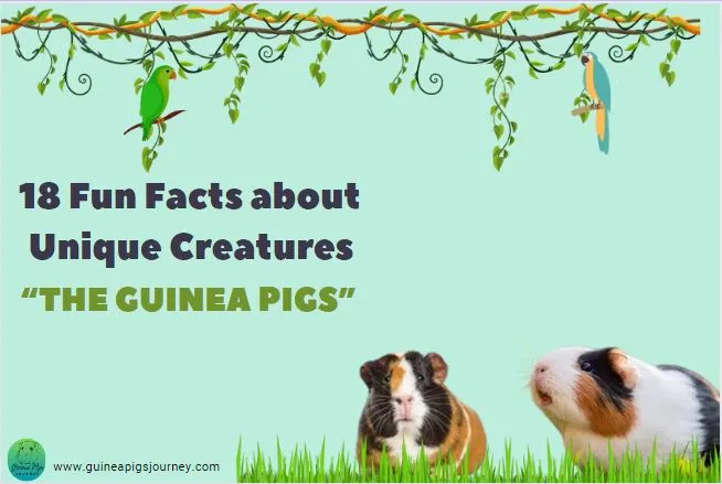 Fun facts about Guinea Pigs