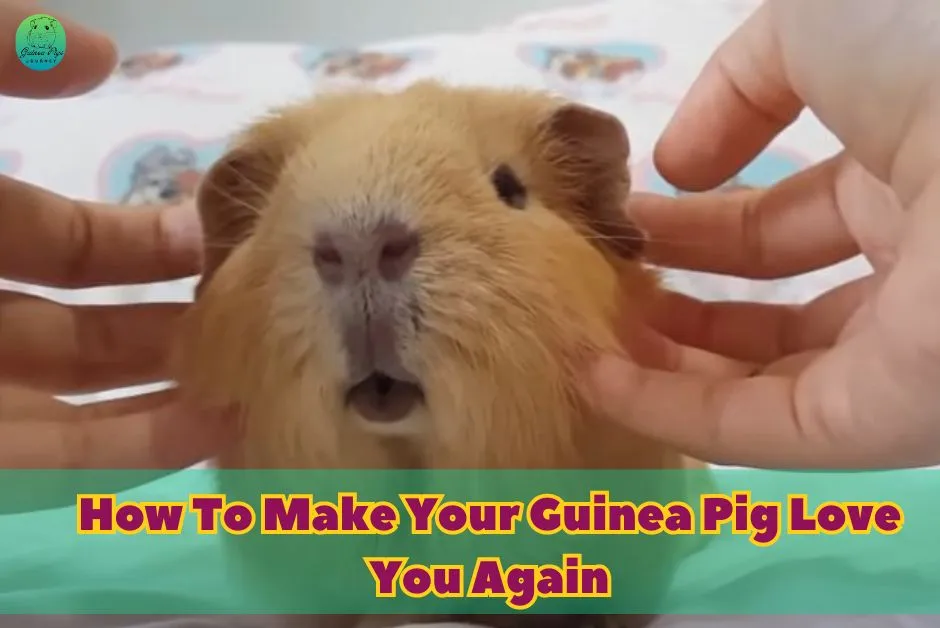 How To Make Your Guinea Pig Love You Again