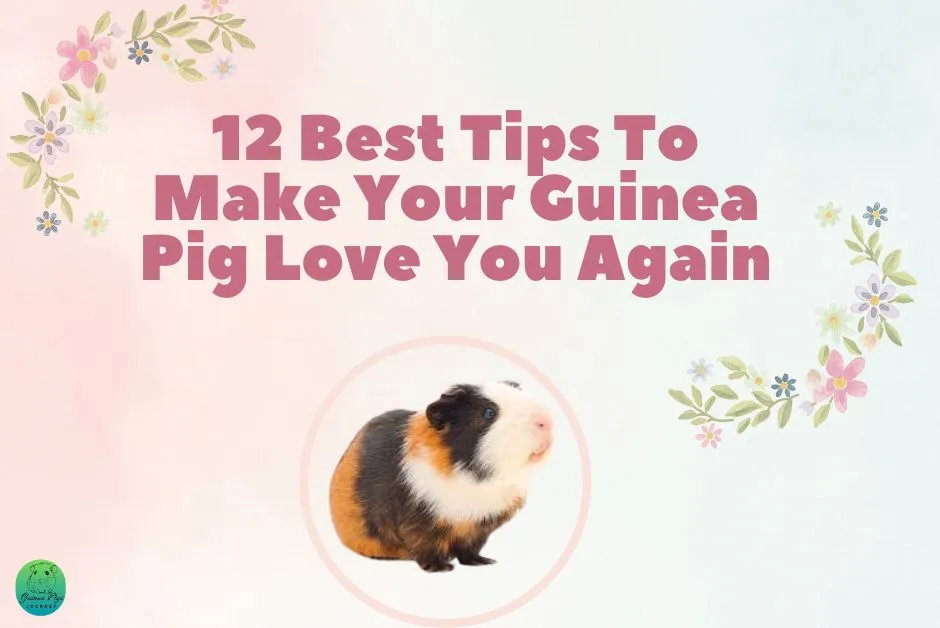 How To Make Your Guinea Pig Love You Again