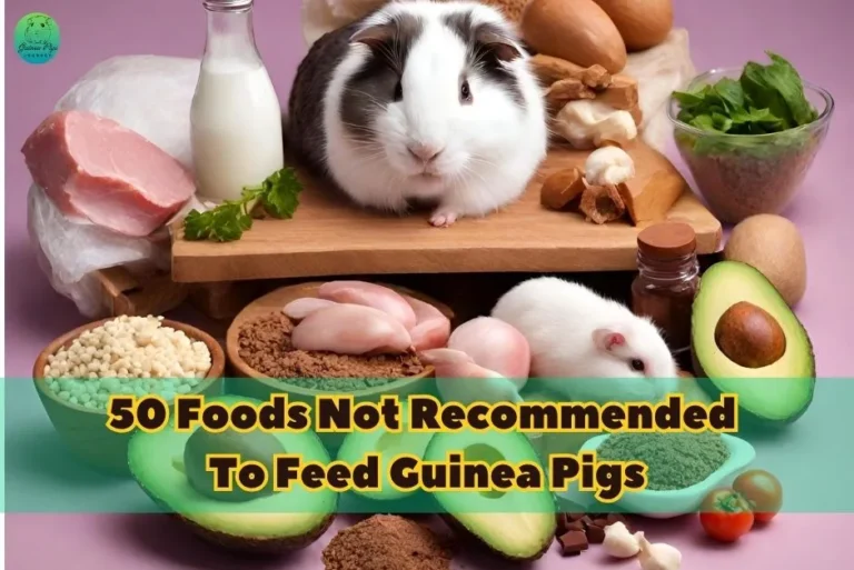 50 Foods Not Recommended To Feed Guinea Pigs: