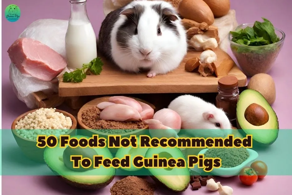 Foods Not Recommended To Feed Guinea Pigs