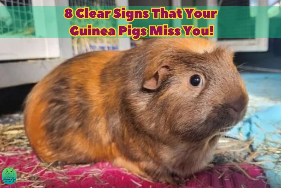 do guinea pigs miss their owners