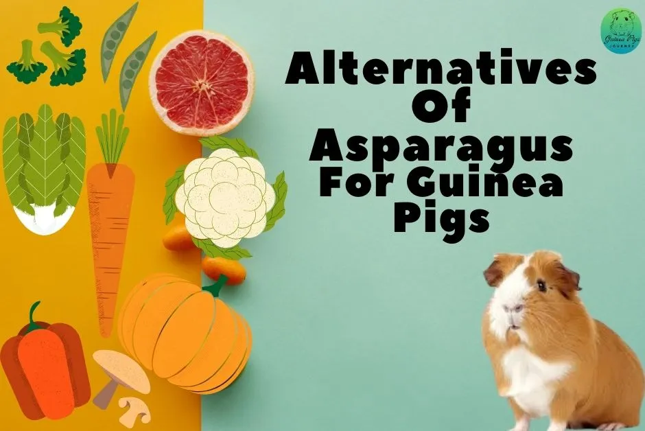 Can Guinea Pigs Eat Asparagus