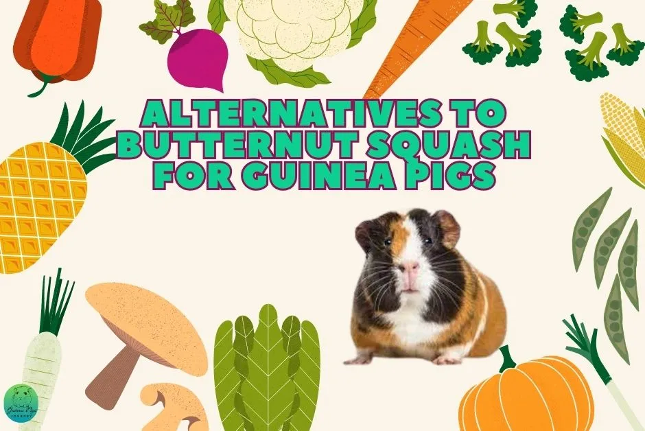 Can guinea pigs eat butternut Squash