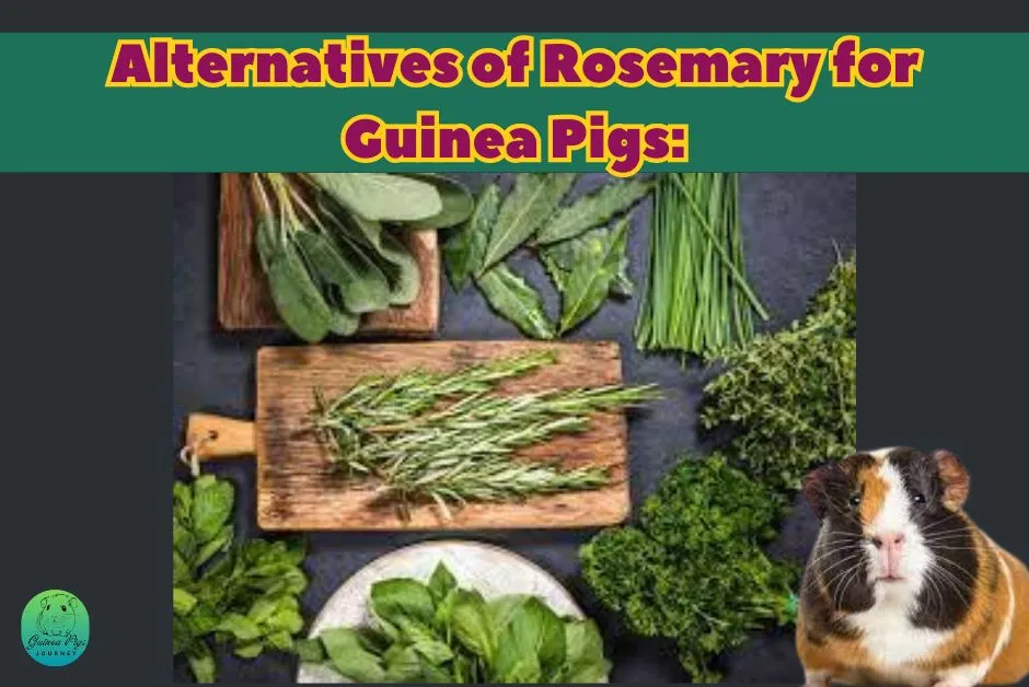 Can Guinea Pigs Eat Rosemary