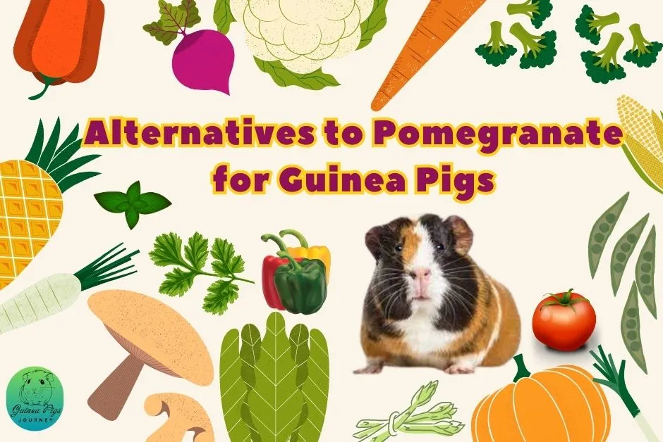 Can Guinea Pigs Eat Honeydew