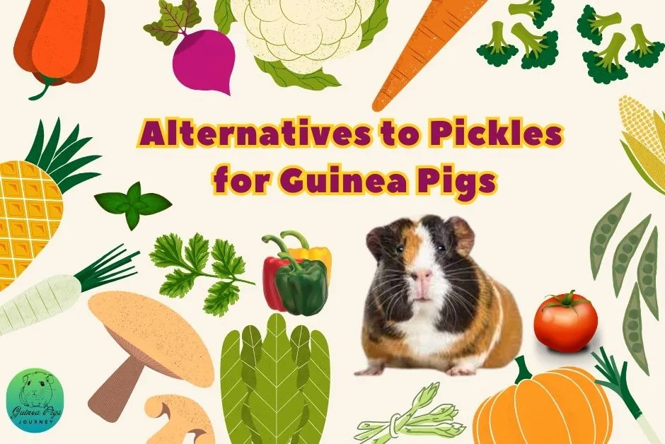 Can Guinea Pigs Eat Pickles