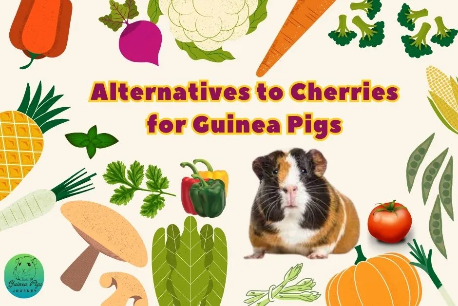 Can Guinea Pigs Eat Cherries