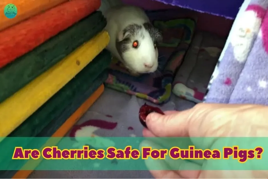 Can Guinea Pigs Eat Cherries