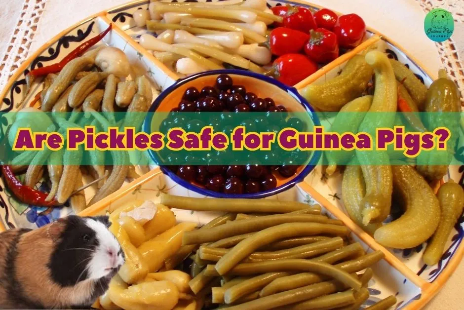 Can Guinea Pigs Eat Pickles