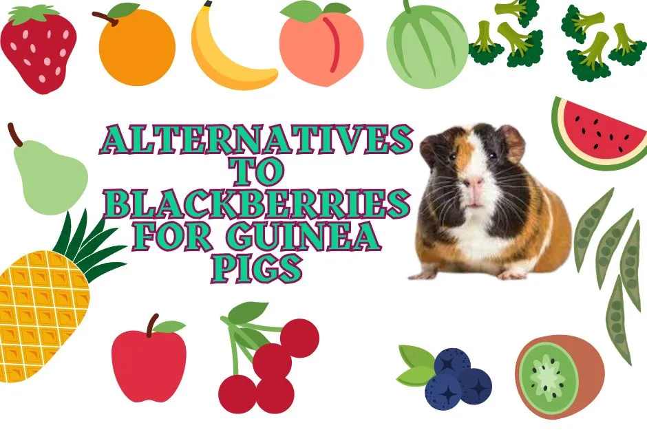 Can Guinea Pigs Eat Blackberries?