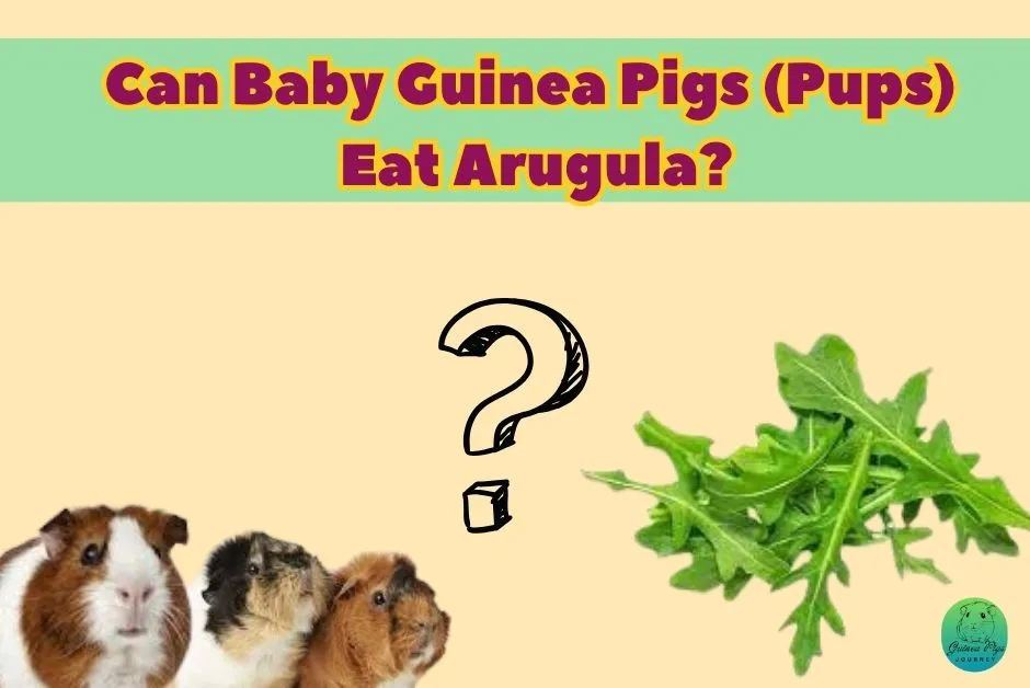 Can guinea pigs eat arugula