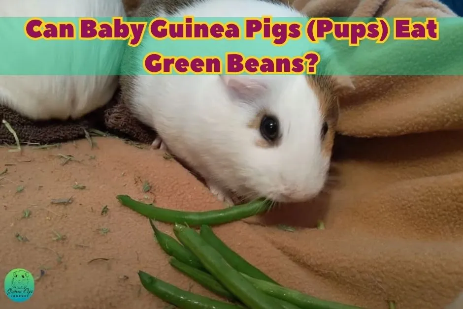 Can guinea pigs eat green beans