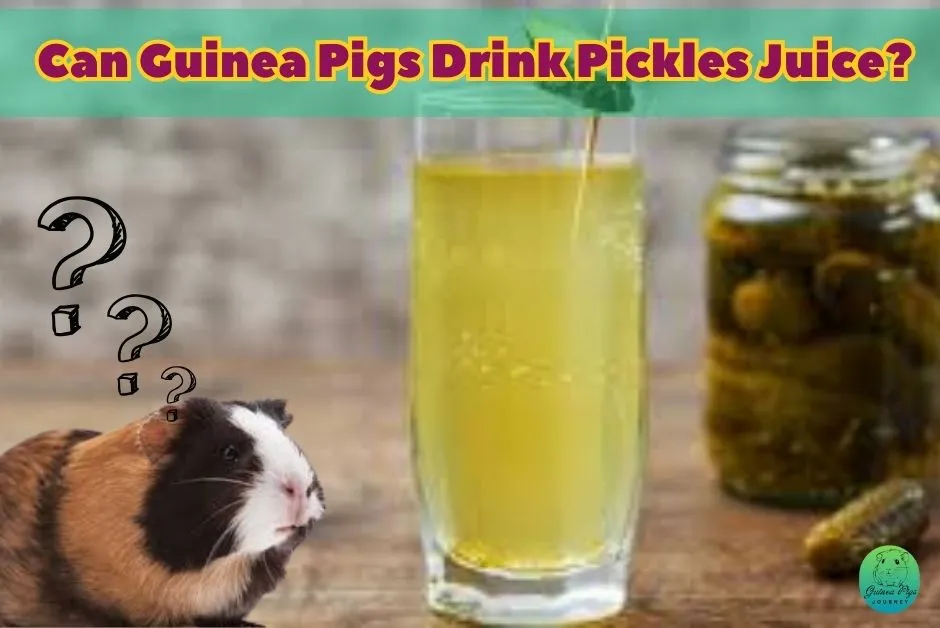 Can Guinea Pigs Eat Pickles