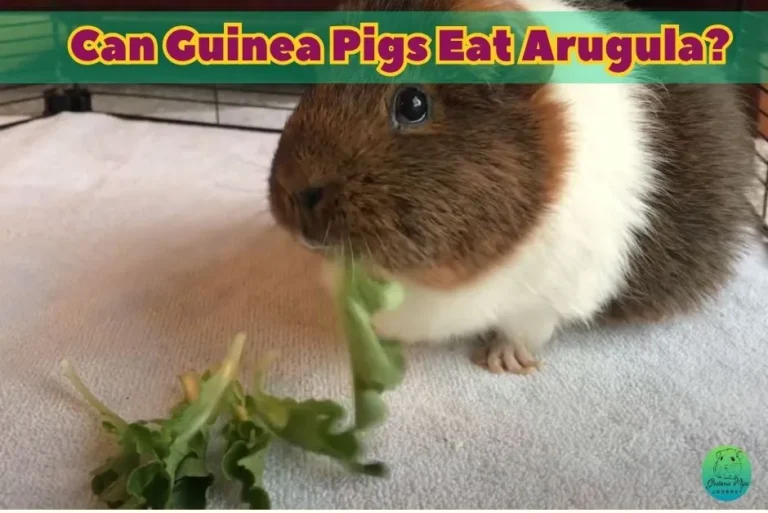 Can guinea pigs eat arugula? The Rocket Salad 19 Ultimate Guides