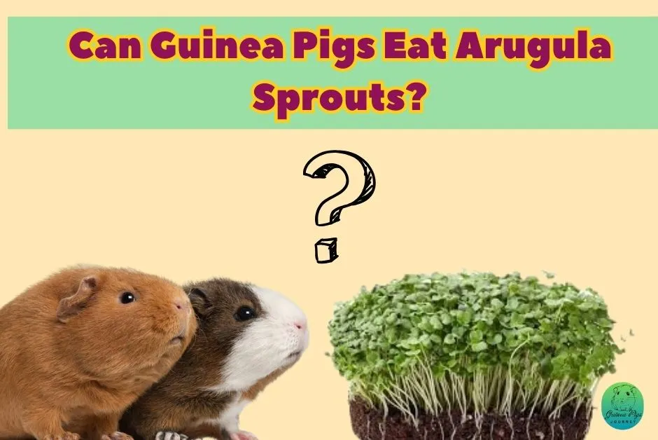 Can guinea pigs eat arugula