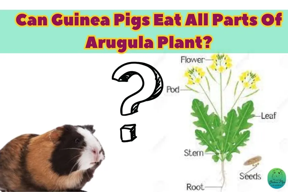 Can guinea pigs eat peas in a outlet pod