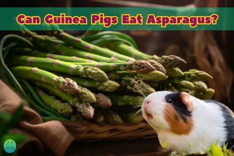 Can guinea pigs eat peas in a pod sale