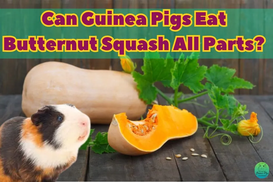 Can guinea pigs eat butternut Squash