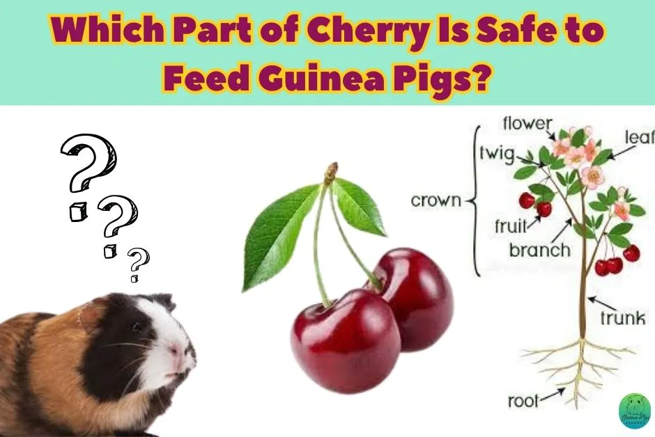 Can Guinea Pigs Eat Cherries